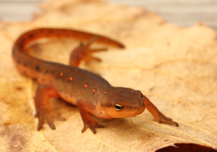 Red-spotted Newt